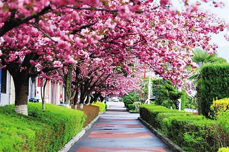 【印象隴原】去兩當(dāng)，與櫻花赴約