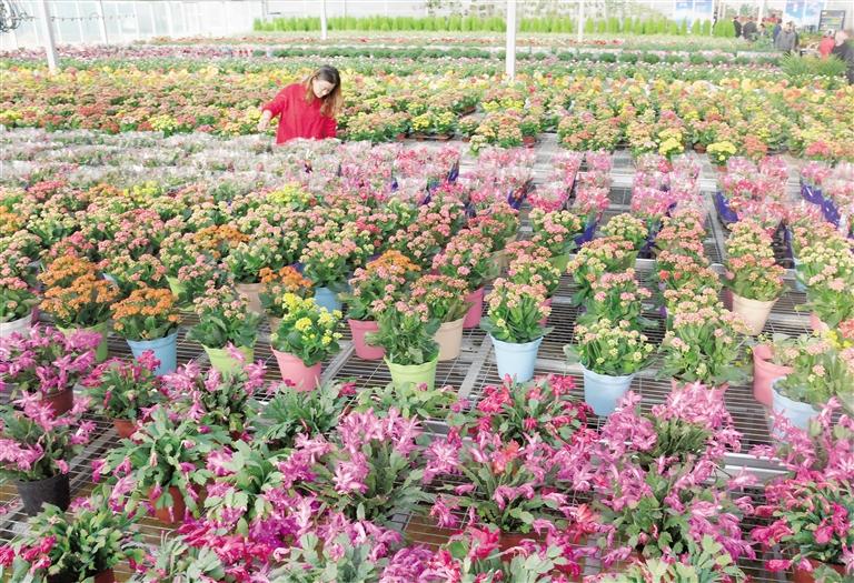 臨夏縣20多萬株水仙花、杜鵑、蝴蝶蘭等60多種花卉競相綻放
