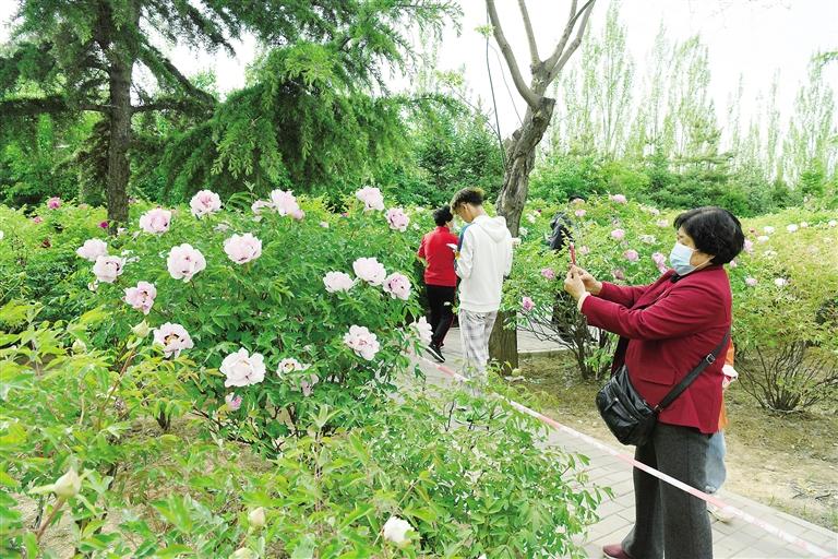 臨夏市北濱河路60里牡丹長廊里不同品種、顏色各異的牡丹花爭奇斗艷