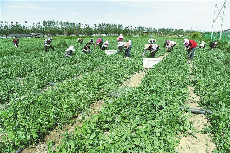 臨夏縣百益現代農業(yè)公司種植的500多畝豌豆苗、甜豆等進入豐產期