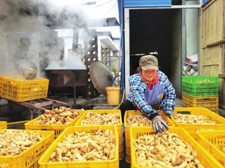 村民在康縣陽壩鎮(zhèn)陽壩村天麻種植大戶胡國強(qiáng)家加工天麻。