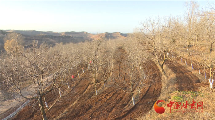 【小康圓夢·看甘肅】平涼華亭：立足全產業(yè)鏈打造規(guī)模化核桃產業(yè)