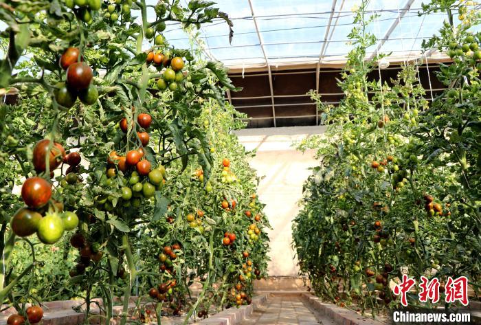 12月14日，甘肅省武威市民勤縣紅旗谷現(xiàn)代農(nóng)業(yè)產(chǎn)業(yè)園，溫棚內(nèi)“水果西紅柿”長(zhǎng)勢(shì)良好?！●R愛(ài)彬 攝