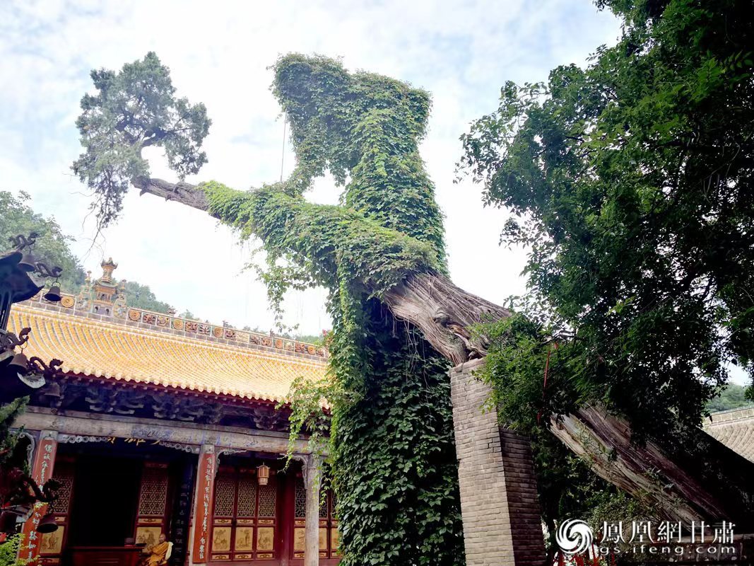 “山頭南郭寺，水號(hào)北流泉。老樹(shù)空庭得，清渠一邑傳。”杜甫詩(shī)中的“老樹(shù)”，指的就是這株春秋古柏，為南郭寺的“鎮(zhèn)寺之寶”。胡江 攝