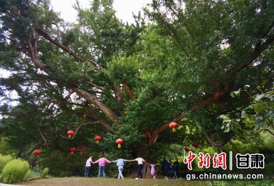 隴南徽縣境內(nèi)最古老的銀杏樹。當(dāng)?shù)貍髡f，它已有千年樹齡。（資料圖）殷春永 攝