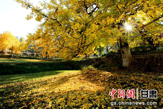 隴南徽縣銀杏樹最美的時候，當(dāng)屬每年的10月至11月。圖為樹葉已染黃的銀杏樹。張承榮 攝