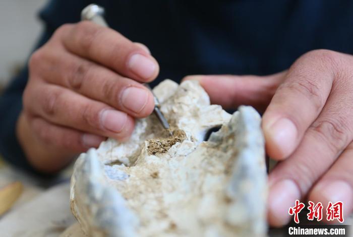 2022年6月，在和政古動物化石博物館內(nèi)，古生物化石修復(fù)師對化石進(jìn)行修復(fù)。(資料圖) 高展 攝