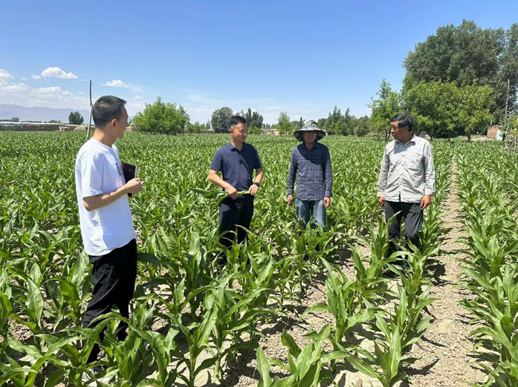 臨澤縣蓼泉鎮(zhèn)紀(jì)委工作人員深入田間地頭，現(xiàn)場了解玉米制種長勢和產(chǎn)業(yè)發(fā)展情況。.jpg