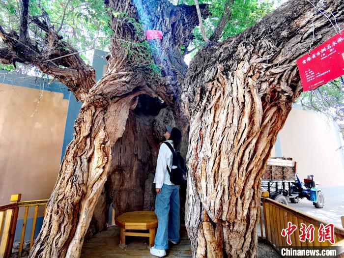 青海海東市阿河灘地質(zhì)文化村：古樹新枝、丹山碧水