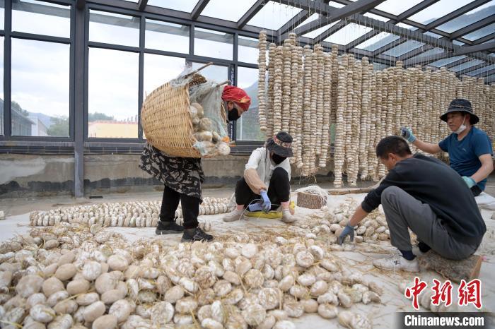 5月10日，甘肅省甘南藏族自治州迭部縣一青稞酒廠，工作人員用青稞面和青稞草等制成的曲坯用繩子串起來，方便掛起來曬干。九美旦增　攝