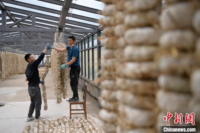 圖為5月10日，工作人員將用青稞面和青稞草等制成的曲坯用繩子串起來晾曬。九美旦增　攝