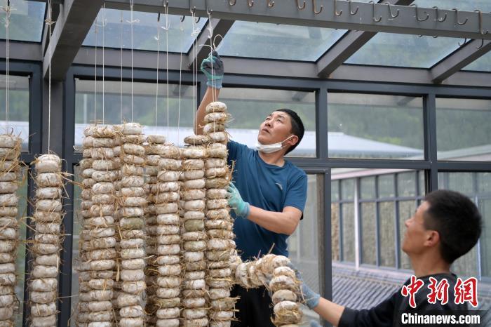 圖為5月10日，工作人員將用青稞面和青稞草等制成的曲坯用繩子串起來晾曬。九美旦增　攝