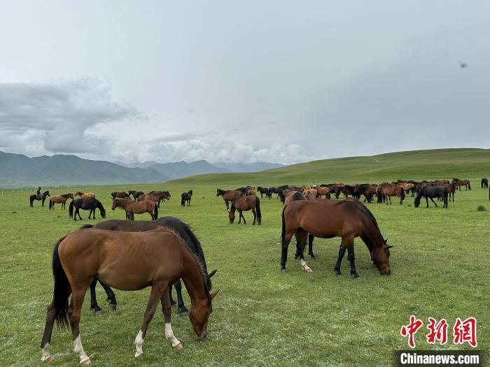 7月中旬，在山丹馬場草原上吃草的“山丹馬”?！〈魑牟?攝