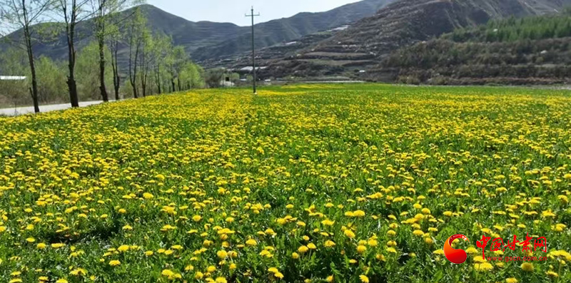 漳縣：小小蒲公英 開(kāi)出“致富花”